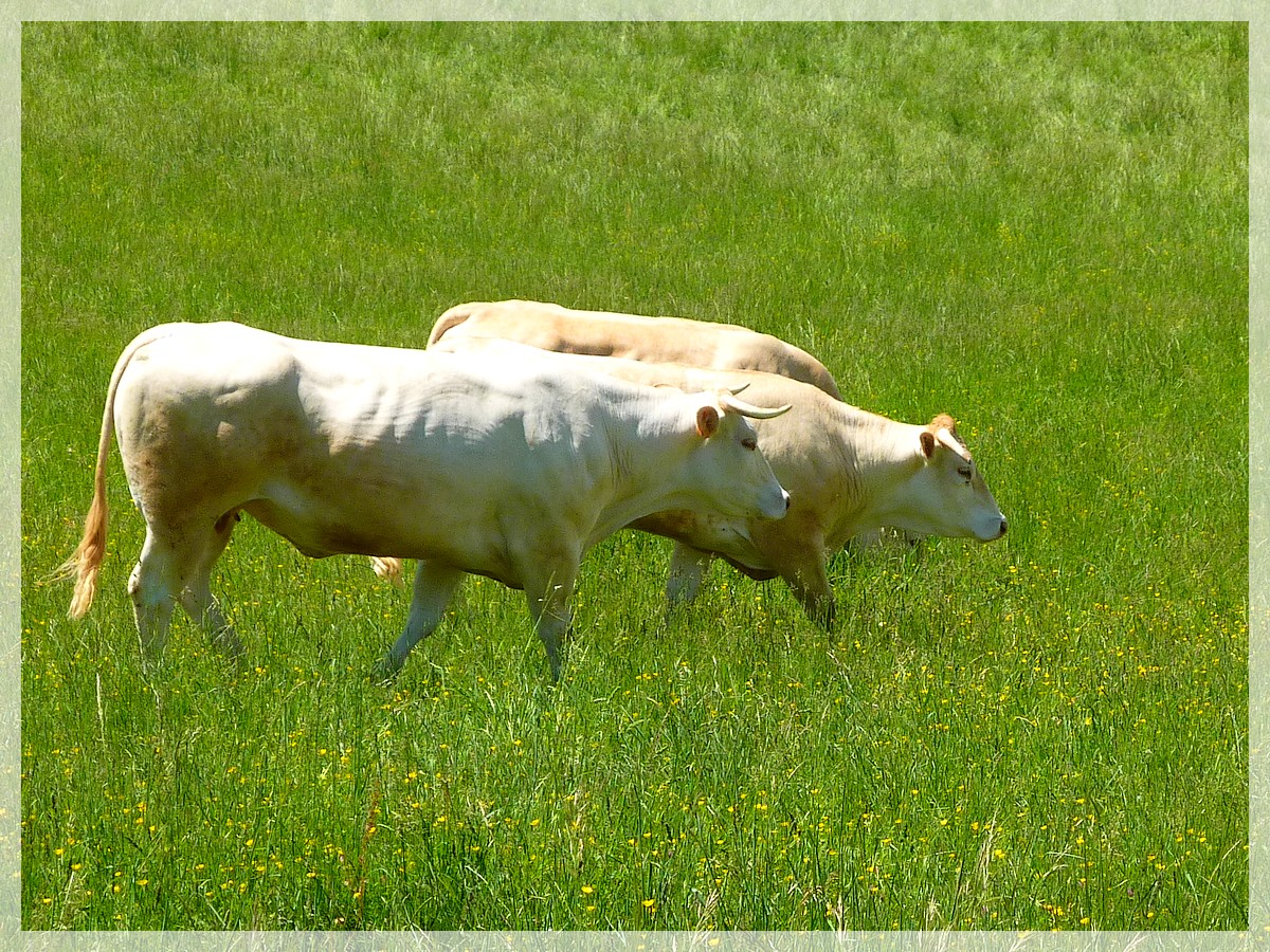 blonde aquitaine